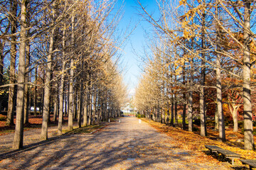 秋の銀杏並木とベンチ