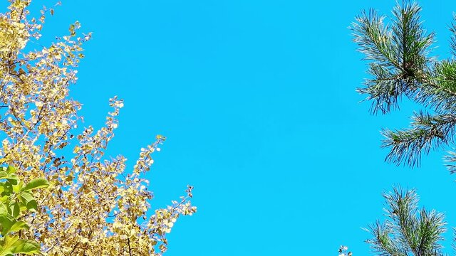 Blue sky background. Autumn forest. Green and yellow leaves. Birch and spruce  in the blue sky.