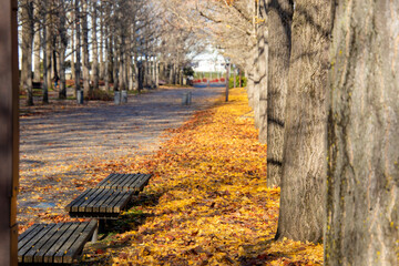 銀杏の落ち葉に囲まれるベンチ