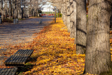 銀杏の落ち葉に囲まれるベンチ