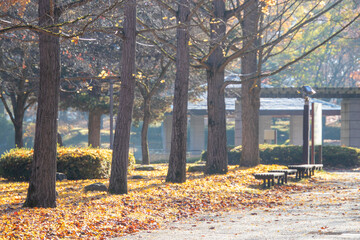 銀杏の落ち葉に囲まれるベンチ