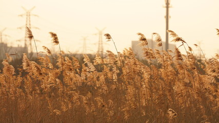 Obraz premium The beautiful and soft reeds view with the warm sunset sunlight in the windy day