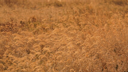 The beautiful and soft reeds view with the warm sunset sunlight in the windy day
