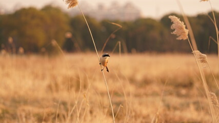 One beautiful bird stopping to rest on the soft reed stem in the windy day