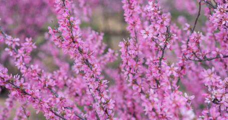 Blossom tree over nature background. Spring flowers. Spring background.
