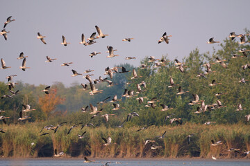 Flock of Greylag goose flying over the lake