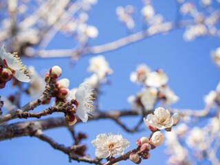 晴天の梅林に咲く白梅　新春　早春イメージ