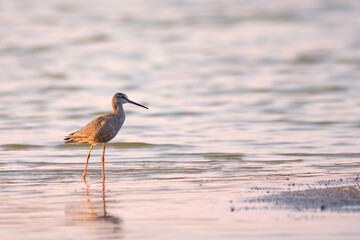 Spotted redshank - Tringa erythropus