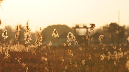 The beautiful and soft reeds view with the warm sunset sunlight in the windy day
