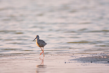 Spotted redshank - Tringa erythropus