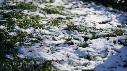 The green leaves and grass covered by the white snow in winter