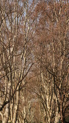 The beautiful autumn view with the colorful leaves in the forest