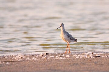 Spotted redshank - Tringa erythropus
