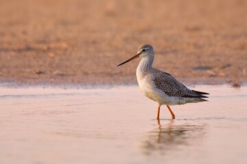 Spotted redshank - Tringa erythropus