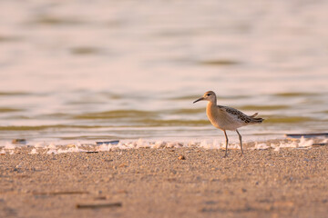 Juvenile Ruff - Calidris pugnax on the shore