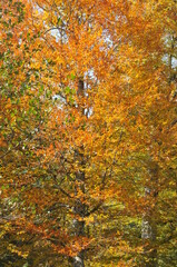 Artvin Borçka Karagöl in autumn