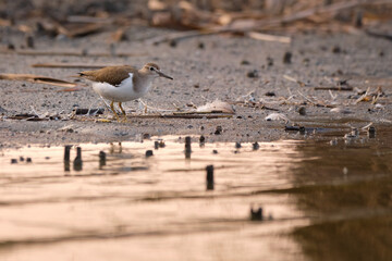 Common sandpiper - Actitis hypoleucos on the shore