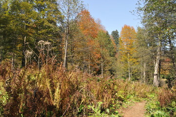 Artvin Borçka Karagöl in autumn