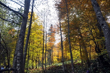 Artvin Borçka Karagöl in autumn