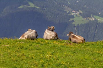 Cattle in Tyrol