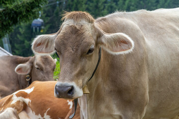 Cattle in Tyrol