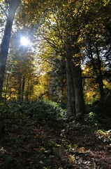 Artvin Borçka Karagöl in autumn