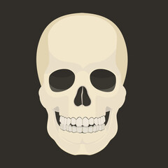 Human skull. Isolated on black background.