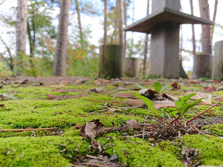 stump in forest