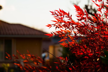 赤く色づくナンテンの葉