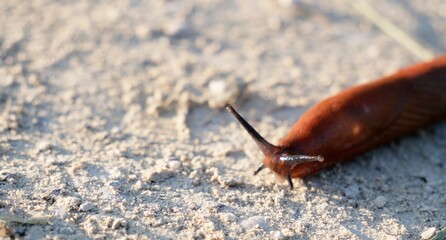 Braune Nacktschnecke mit Fühlern in Nahaufnahme