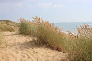 Camber sands East Sussex UK - view of Camber Sand dunes with sky and sea dunes held together with...