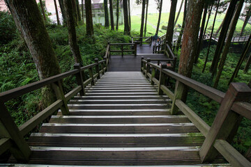 Obraz premium The walkway from wood in nature park taiwan