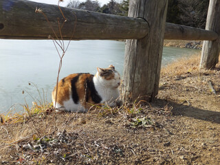 cat in the garden