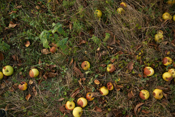 fallen apples lie on the ground top view nature