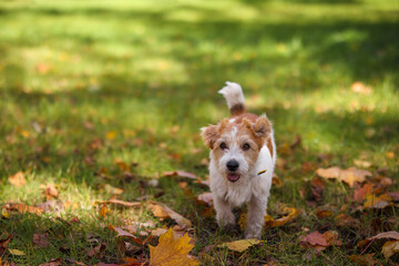 Jack Russell Terrier with an orange rubber ring in his teeth in the park on green grass with fallen yellow autumn leaves