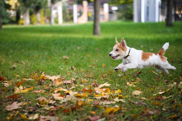 Wire-haired Jack Russell Terrier running through yellow autumn foliage in the park