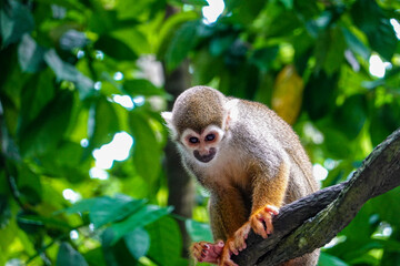 squirrel monkey リスザル