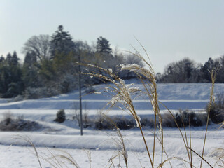 snow covered trees