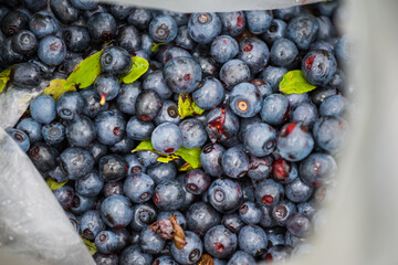 blueberries in a bowl