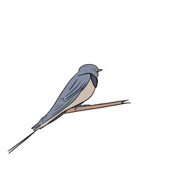 Barn swallow