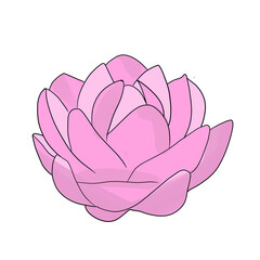 Illustration of a pink lotus flower