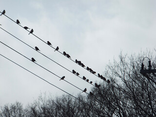 birds on wire