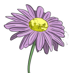 Pink daisy flower