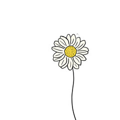 Illustration of a camomile