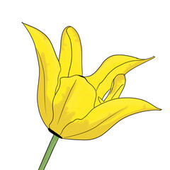 Illustration of a yellow flower