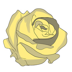 Yellow rose illustration