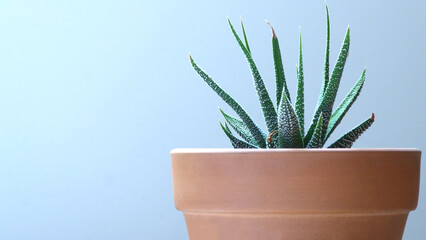 Succulent in a Clay Pot Isolated on a White Background | Isolated Potted Plant