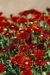 Red chrysanthemum flowers close up as a beautiful nature background. Fall theme concept backdrop. Selective focus