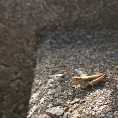 lizard on the stone