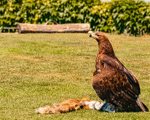 Golden eagle on the grass claiming its prey, a fox, on a sunny summer day